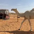 بكره وضحاء