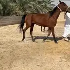 فرس شعبية مع مهرة