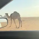 بكره مفرودقصب العمر من 10 إلا سنه سمين وطيبه الموقع الطيري