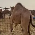 قعود تب التب ع الحليب
