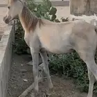 مهره واهو مصريه البيع شعبي بدون أوراق