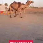 بكره صفرا (( تم البيع ))