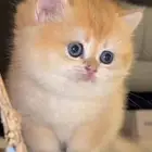 سكوتش ستريت انثى للبيع