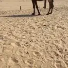 بعير مجهم شاق نابه وشرط ضراب ولقاح
