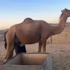 خلفه سنها سدس طاسه 60