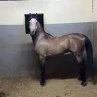 مهر شعبي فاخر