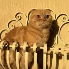قط ذكر سكوتش فولت تبني