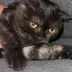 قط ذكر للتبني