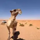 بعير فحل على بعارين ابو عجاريد