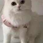 قطه لتزاوج