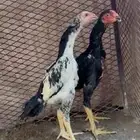 شامو هزاز الماني مستوى عالي