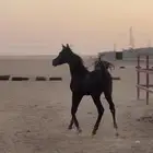 مهر جزيري