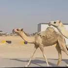 خلفه للبيع تحتها بكره شقحا