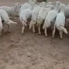 رخال حريات