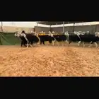 عرض بيع جذعات وثنوات بالفحل