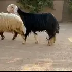 شاه نجديه كفو ( تم البيع )