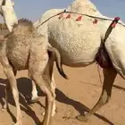 عشرا هديه وحليبه وافر