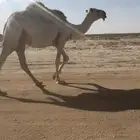 للبيع بكره وضحى طيبه