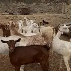 معزا مقاني