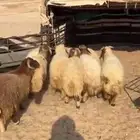 للبيع 10طليان 8 اعمار 6 شهور و2اربع شهورالموقع الصمان