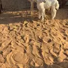 للبيع شاهه حريهه صنف والد