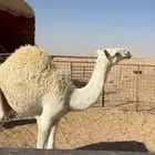 قعودين تحت اماتها