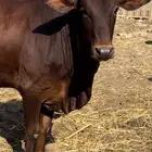 ثور فحل سمين