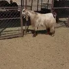 تيس مصر فحل