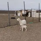نعجه والد
