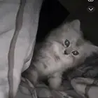 قط بيت لتبني ذكر