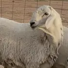 انتاج فحول