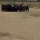 معزا عوارض
