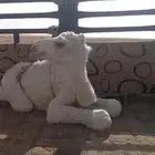 للبيع بكره مع خلفتها