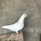 حمام لاحم فرنسي
