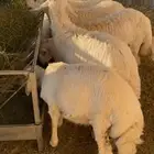 طليان للبيع