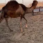 لقحه ساحليه حمرا