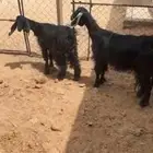 معزا حليب