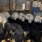 ذبايح نجدي فل نظاف