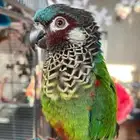 كنيور باينتد نادر painted conure