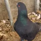 حمام صك أسود بإنتاجه