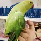 ببغاء دره اليف