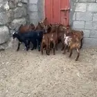 عرس فطايم للبيع