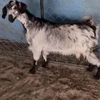 للبيع عنزين فل صبه