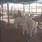 ذبايح خرفان حري