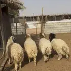 ذبايح نعيمي الخرج