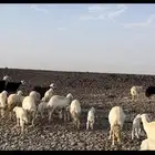 ضان ولد بالفحل. تم البيع