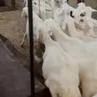21 من الضان طيبه