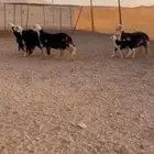 نجد صنف كفو((( تم البييع الله يبارك للجميع ))
