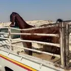 عنز قبرصي ع شامي خصممم