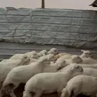 بهم حريات طيبه كلها خرفان